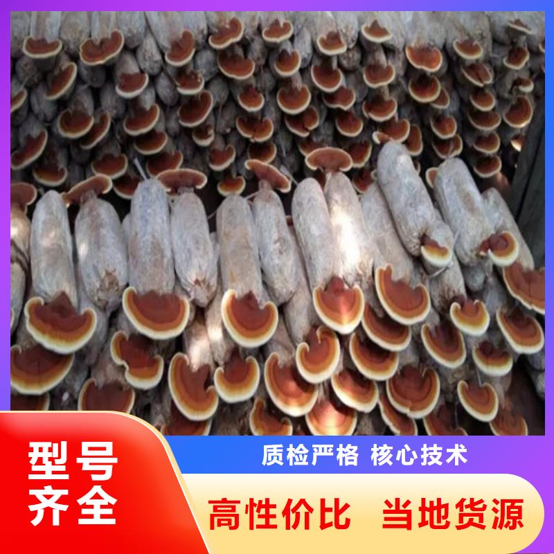 尤溪縣靈芝孢子粉多少錢(qián)一斤