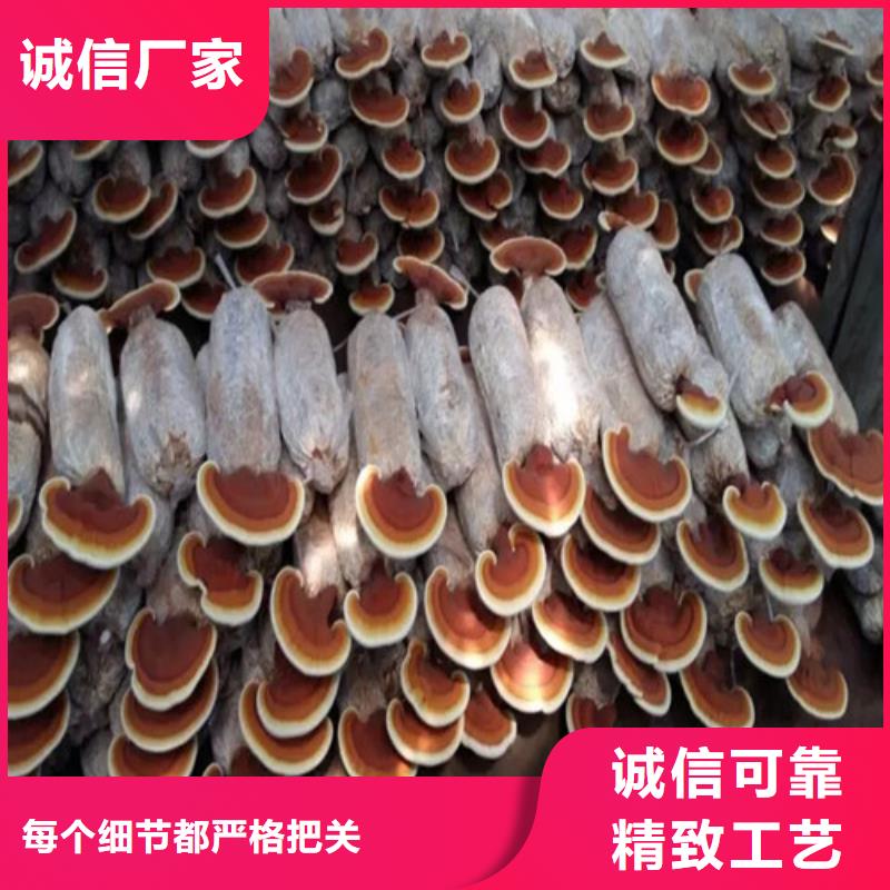 貨源充足的靈芝片實力廠家