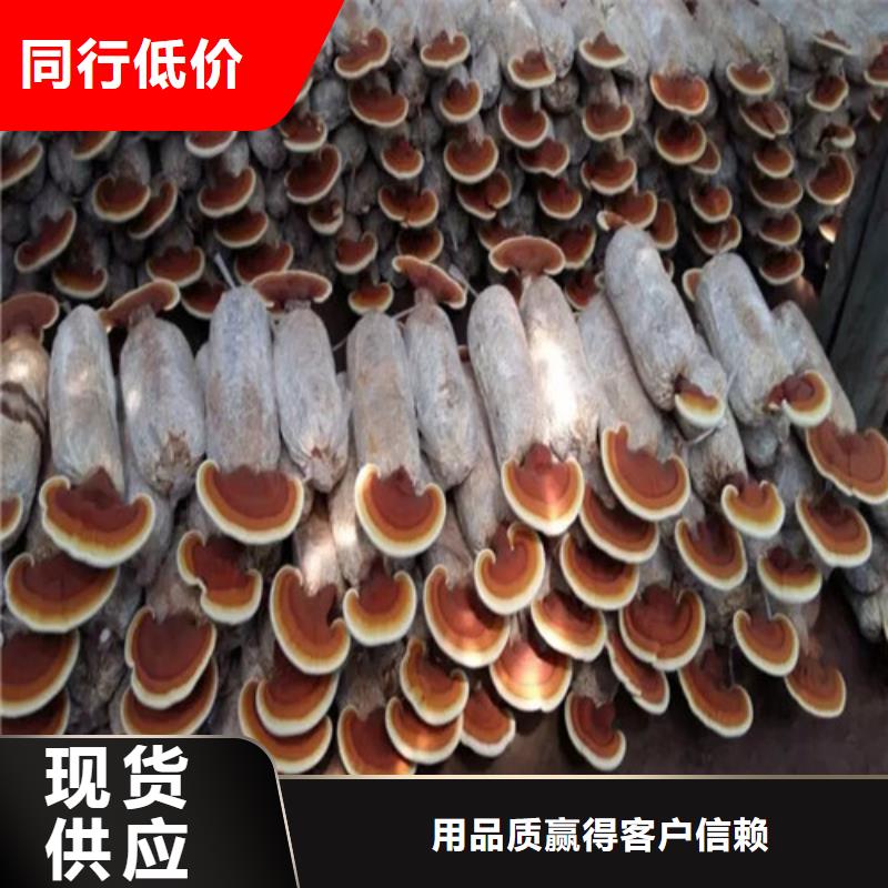 明溪靈芝孢子粉的食用方法