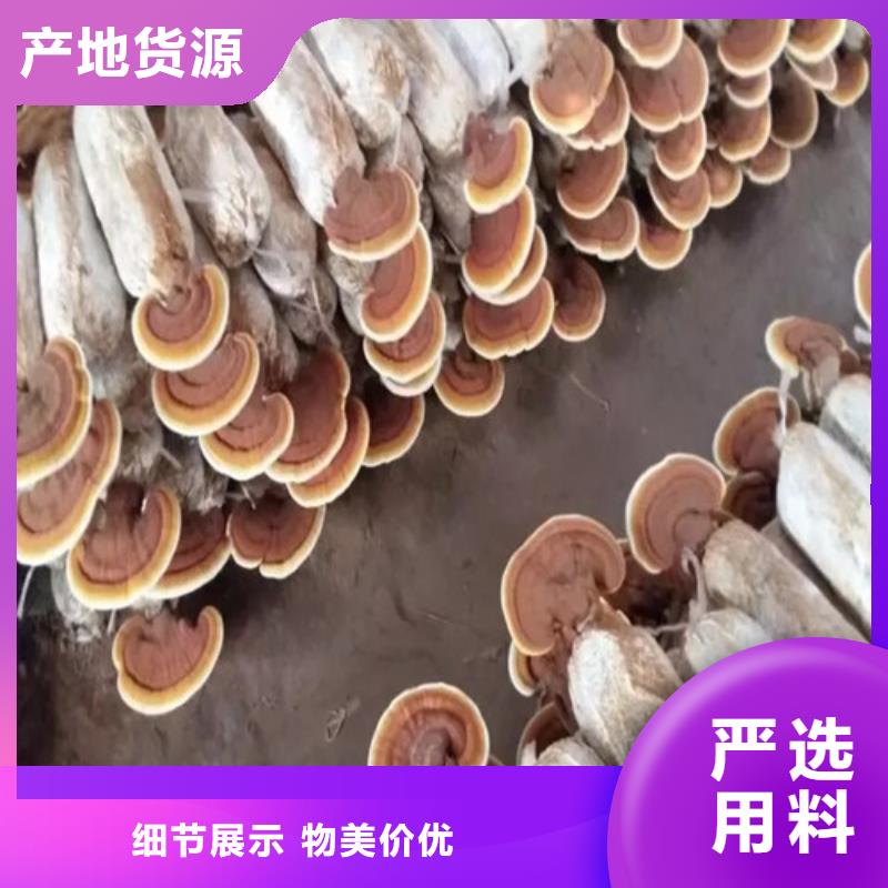 尤溪破壁靈芝孢子粉