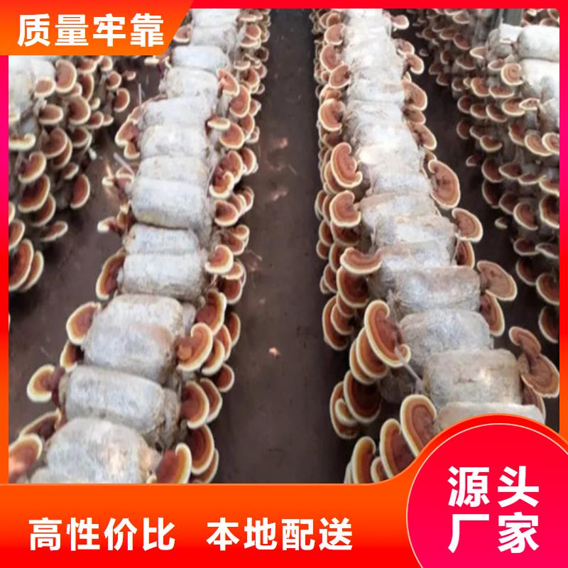 破壁靈芝孢子粉價格低