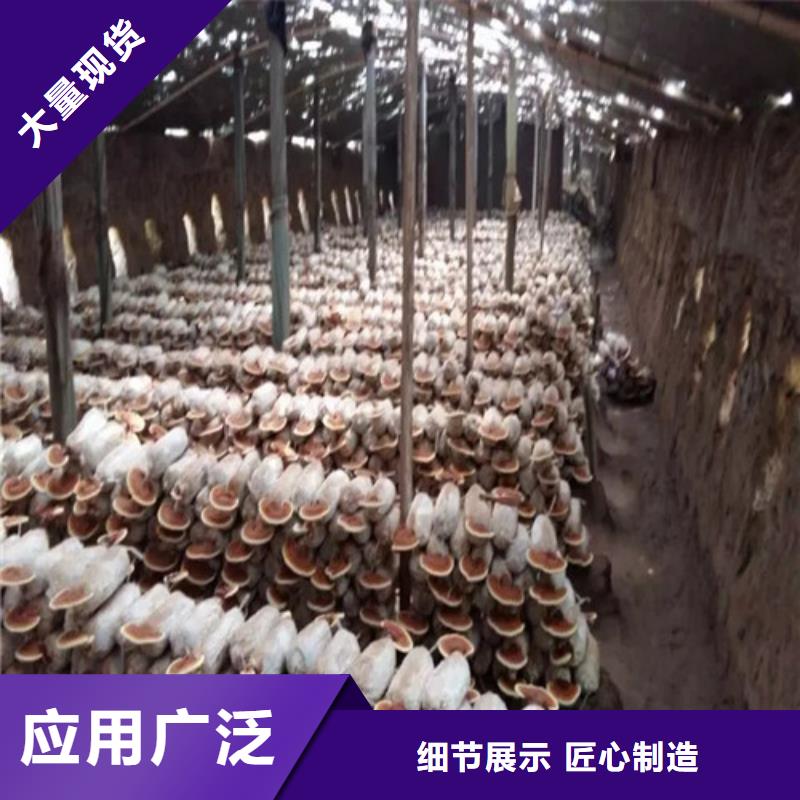 破壁靈芝孢子粉貨源充足