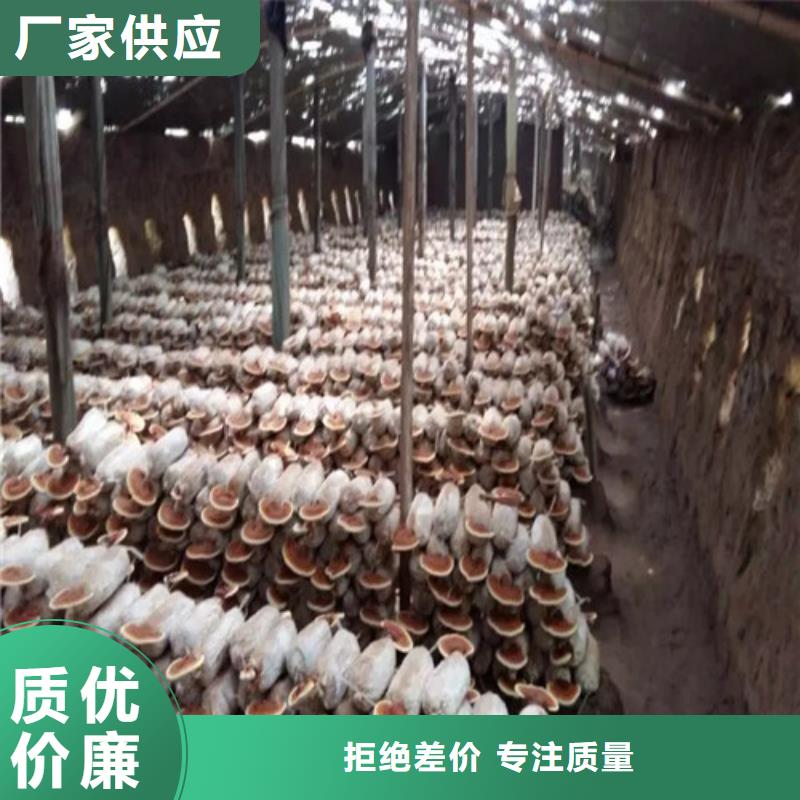 泰寧靈芝孢子粉多少錢一斤