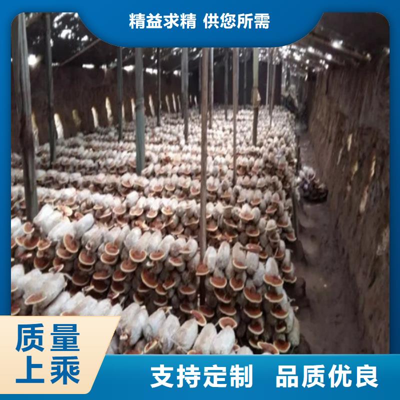 尤溪縣靈芝孢子粉多少錢(qián)一斤
