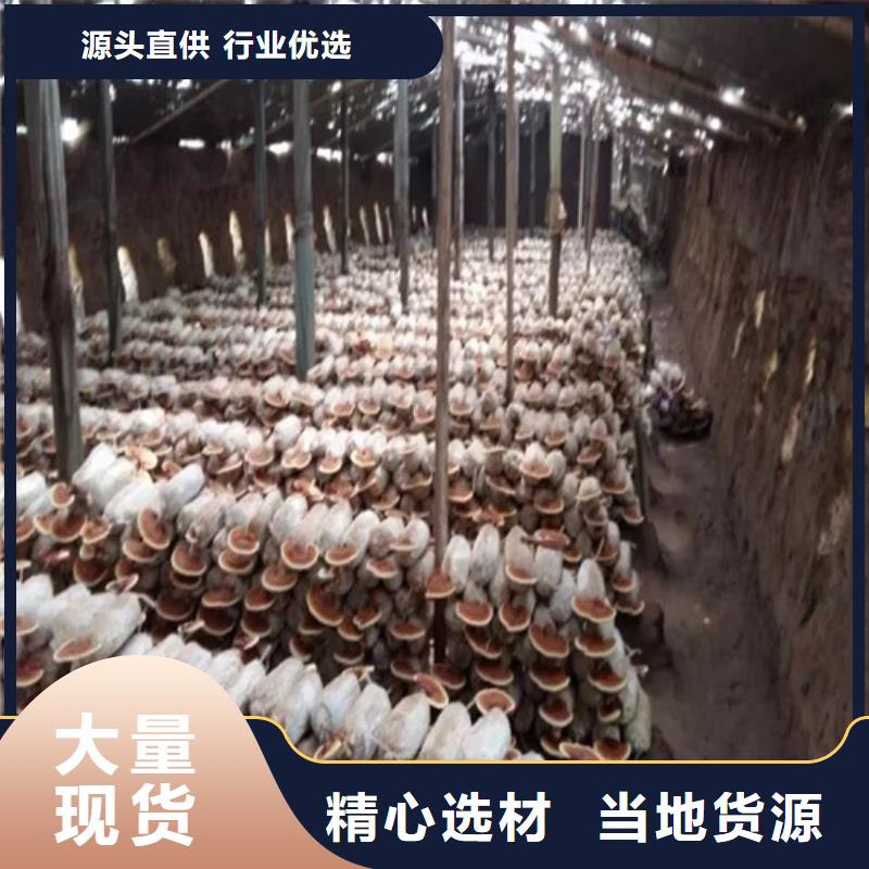 尤溪破壁靈芝孢子粉
