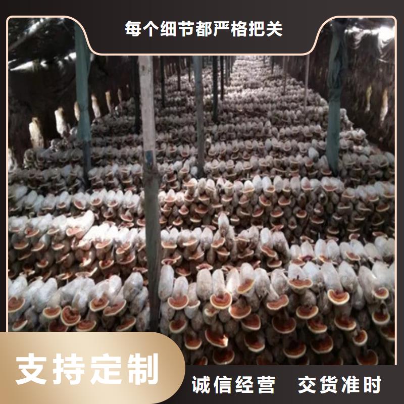 建寧?kù)`芝孢子粉多少錢(qián)一斤