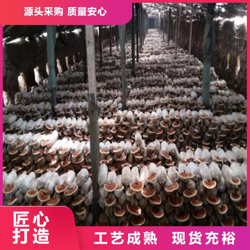 靈芝破壁孢子粉批發(fā)價