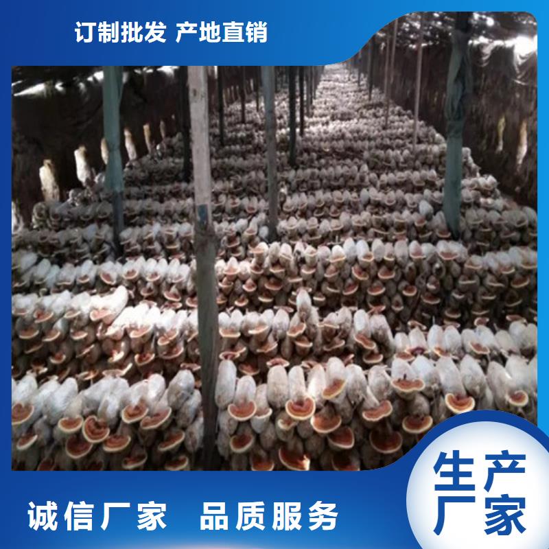 供應(yīng)新鮮靈芝的經(jīng)銷商