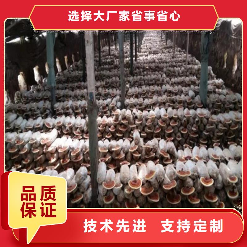 什么人適合吃靈芝孢子粉在線報價