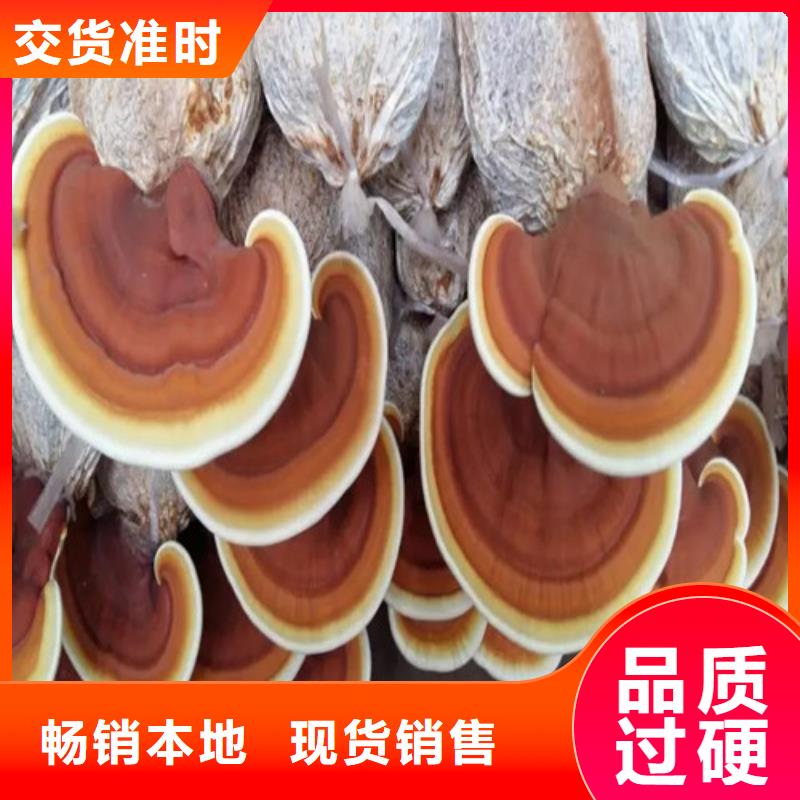 明溪靈芝孢子粉