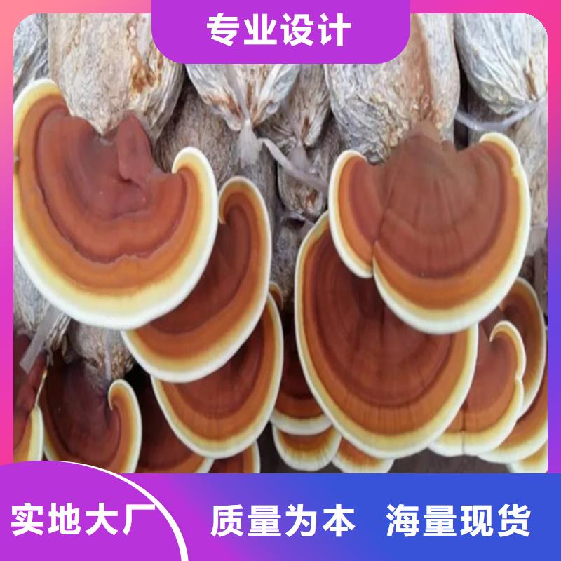 破壁靈芝孢子粉價(jià)格