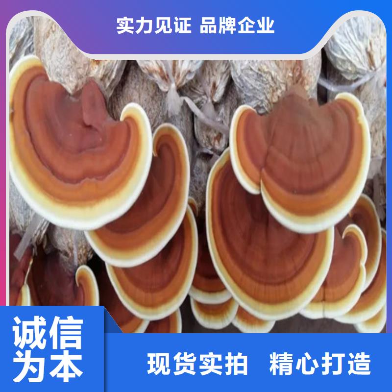 泰寧靈芝孢子粉的食用方法