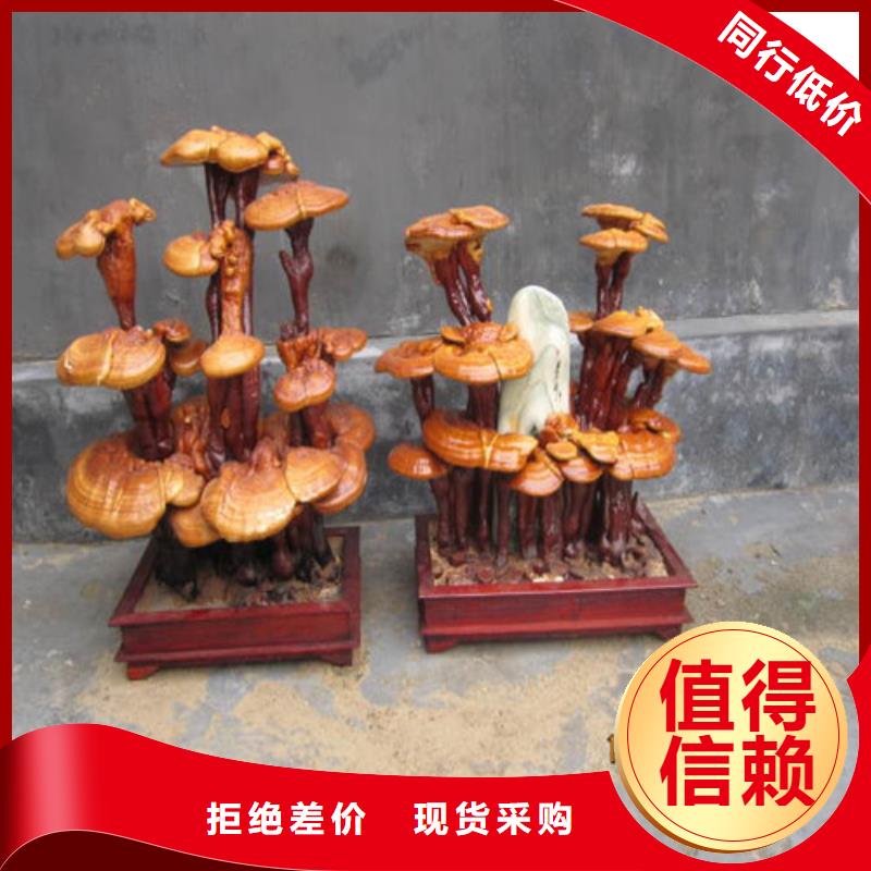 清流縣靈芝孢子粉