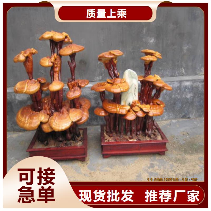 靈芝孢子粉如何招商