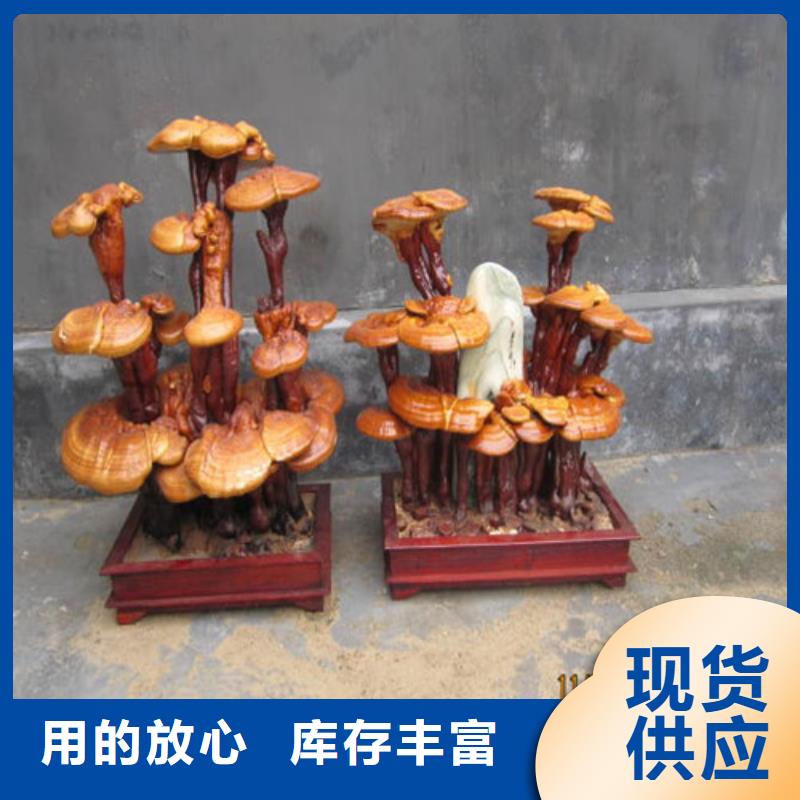 靈芝供應品質(zhì)放心