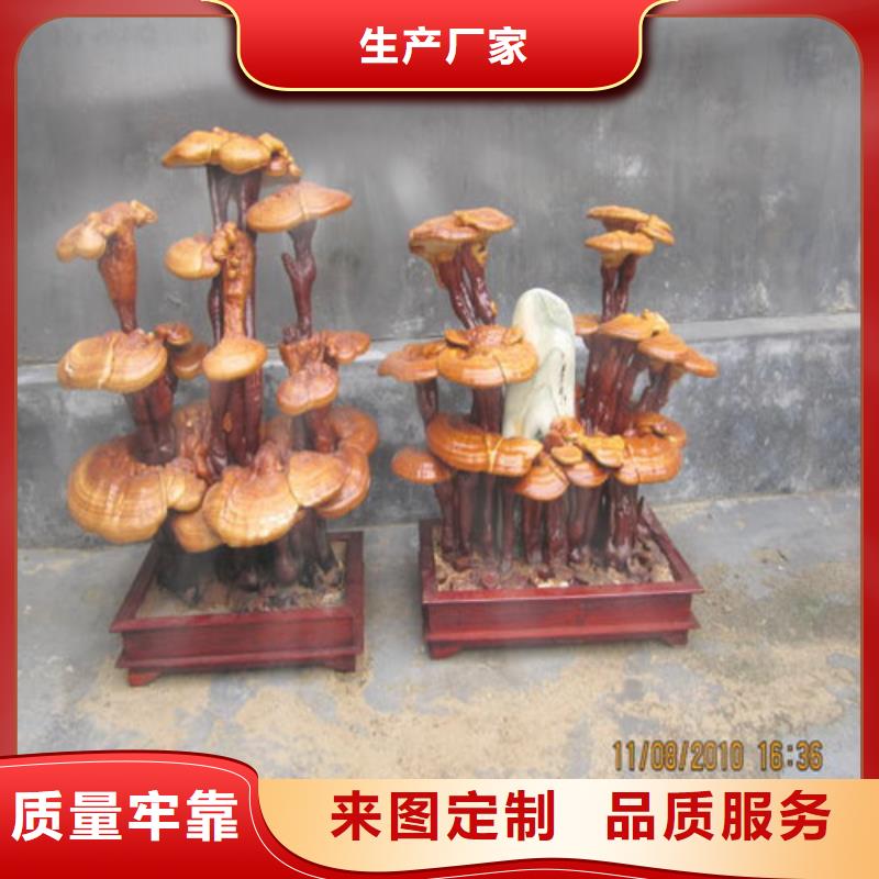 尤溪縣靈芝孢子粉