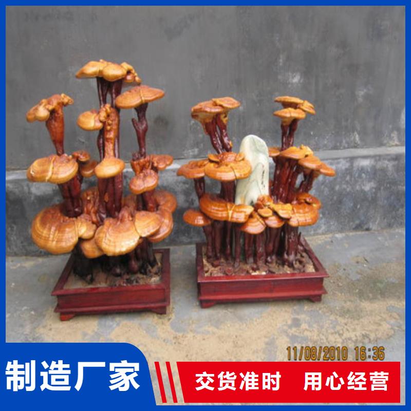永安靈芝孢子粉的食用方法