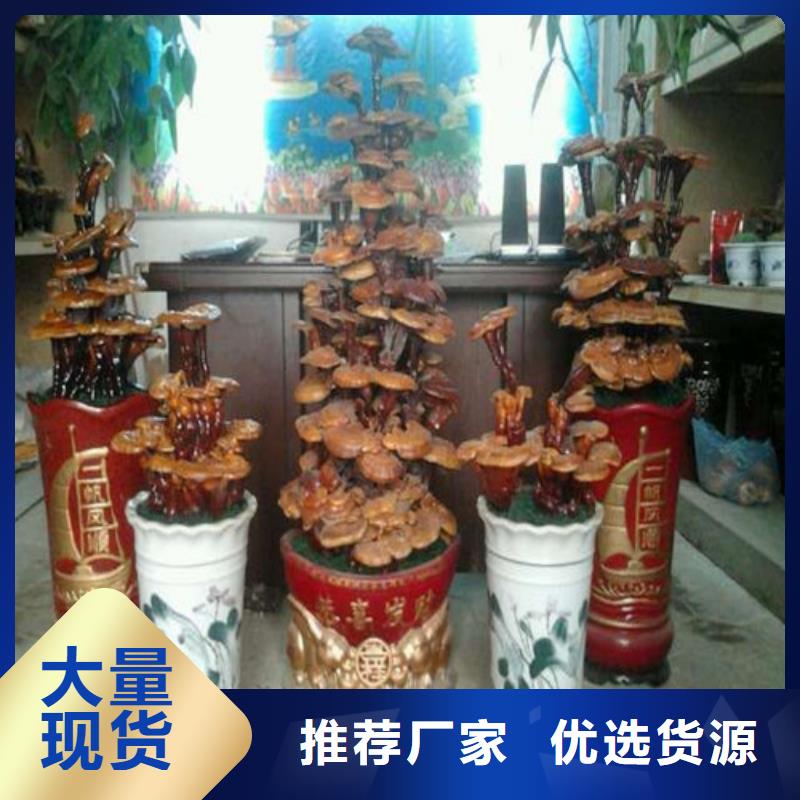 泰寧靈芝孢子粉