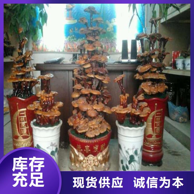 靈芝多少錢一斤價(jià)格