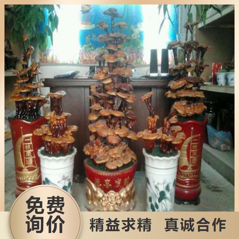 梅列區(qū)靈芝孢子粉多少錢一斤