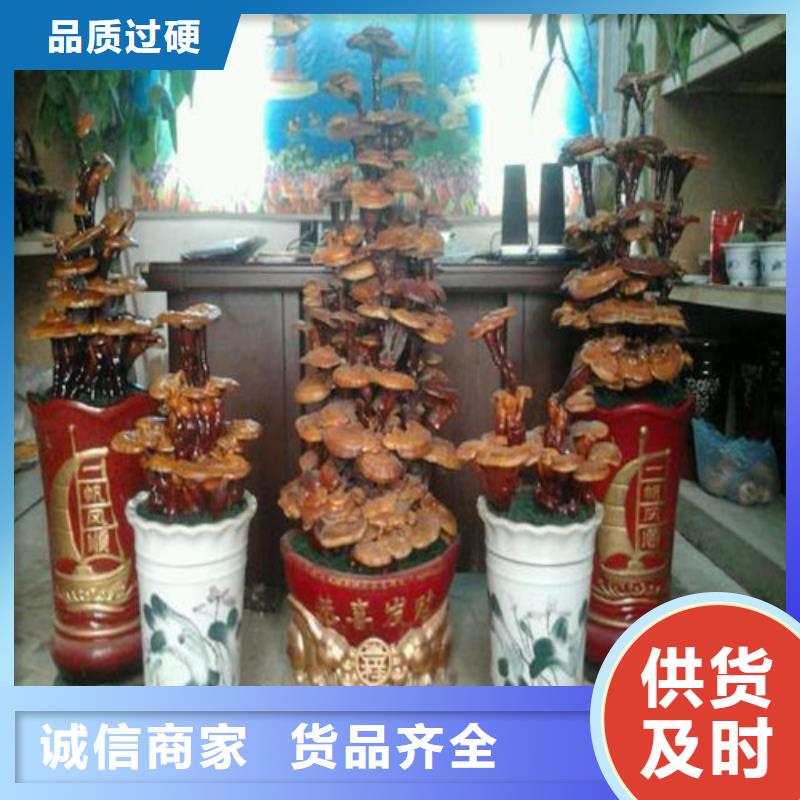靈芝孢子粉加盟政策