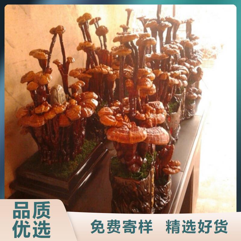 靈芝破壁孢子粉免費(fèi)咨詢