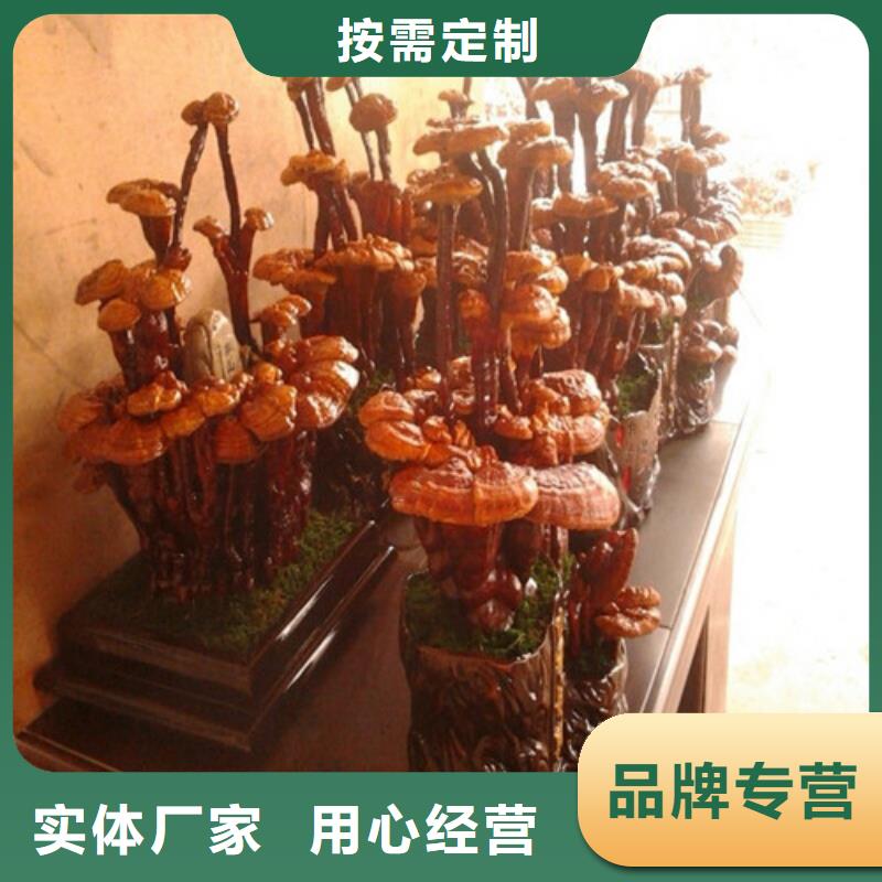 尤溪縣靈芝孢子粉的功效與作用