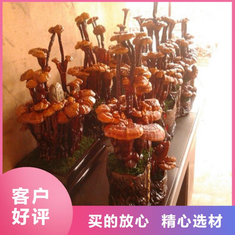 梅列靈芝孢子粉怎么吃
