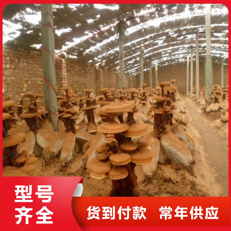 靈芝孢子粉的吃法