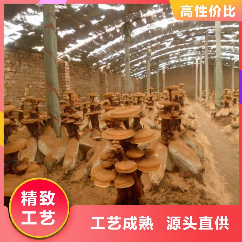 靈芝孢子粉哪里有招商的