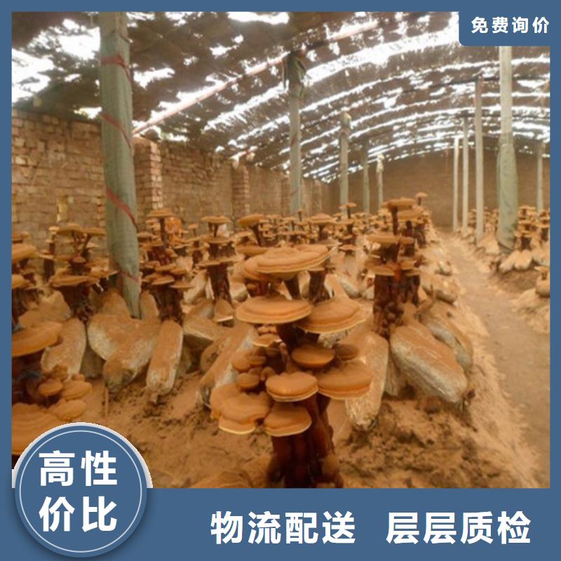清流縣靈芝孢子粉的食用方法