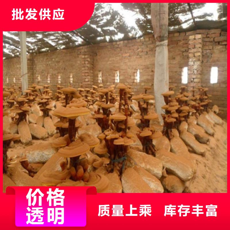 破壁靈芝孢子粉廠家-生產(chǎn)銷售一體