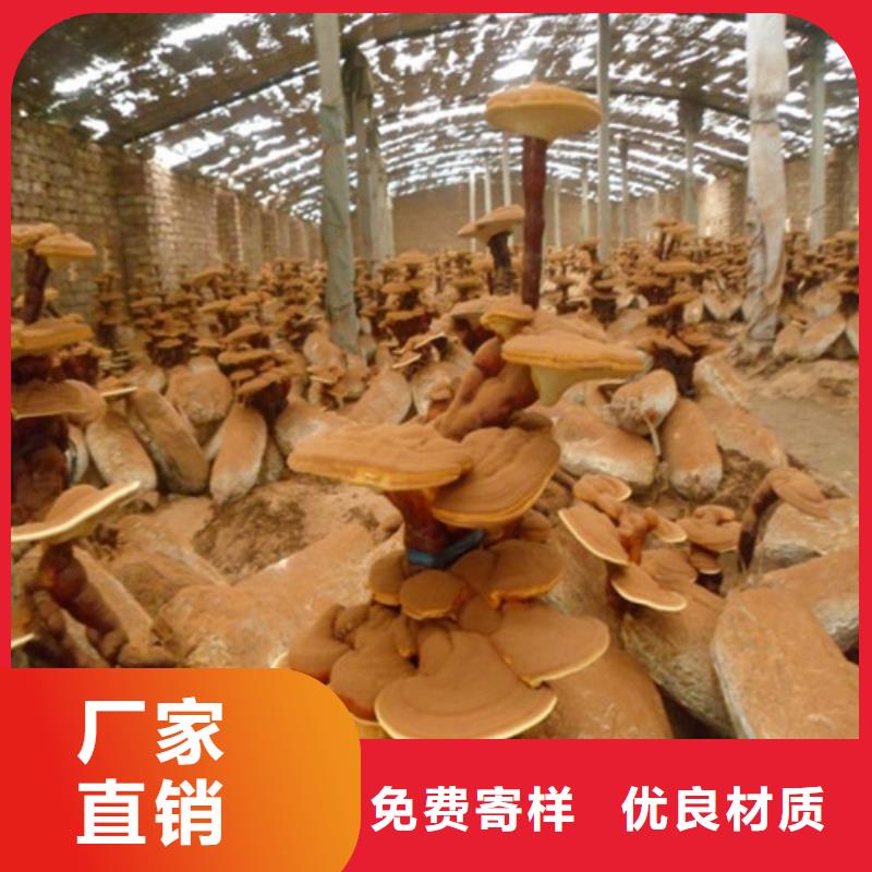 泰寧縣靈芝孢子粉