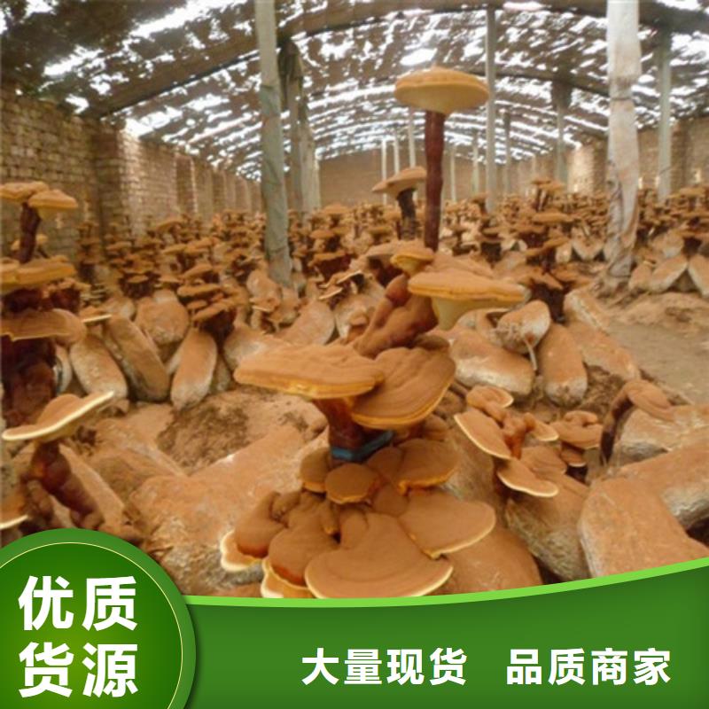 永安市靈芝孢子粉
