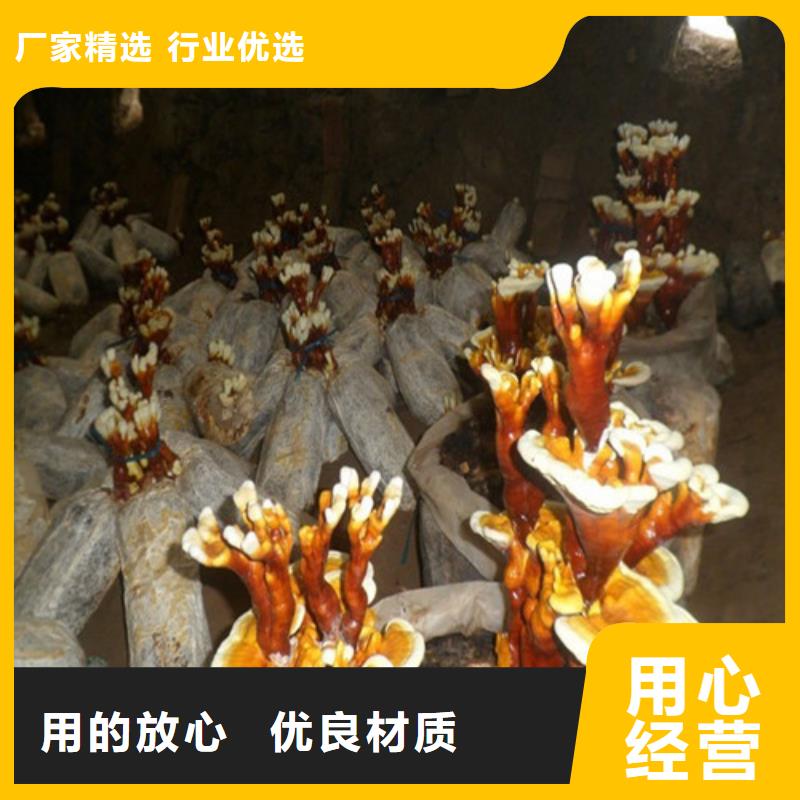 大田破壁靈芝孢子粉