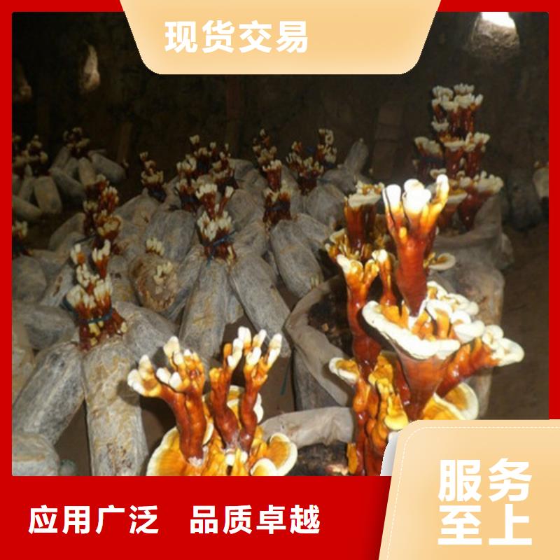 大田靈芝孢子粉的食用方法