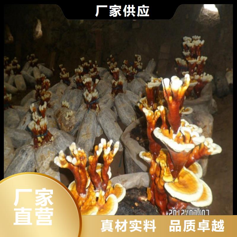 靈芝孢子粉的吃法購買