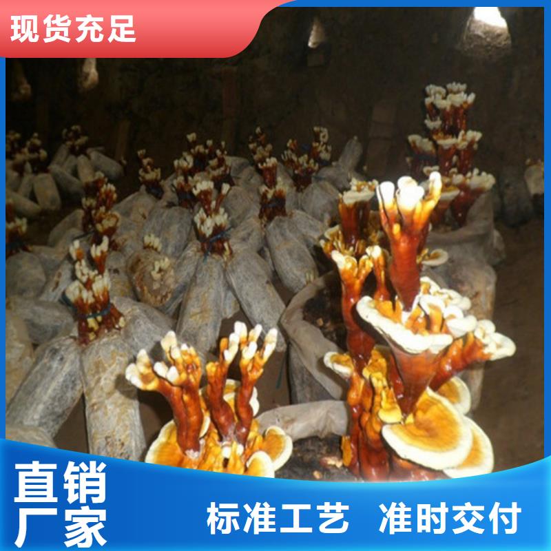 靈芝孢子粉招代理商