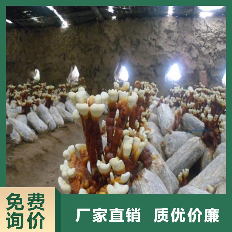 泰寧靈芝孢子粉的食用方法