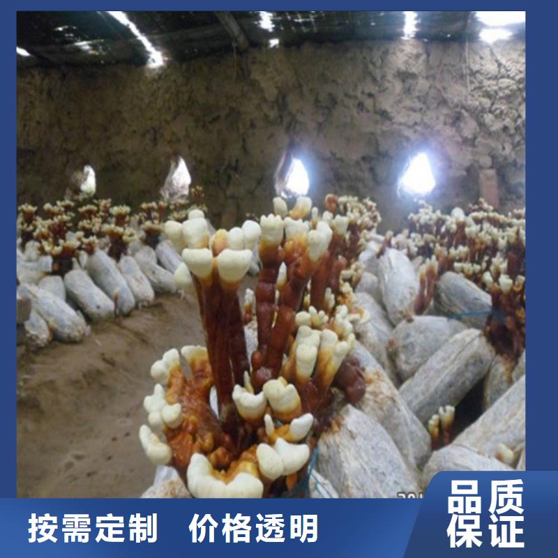 尤溪縣靈芝孢子粉