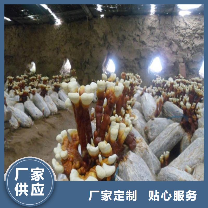 靈芝孢子粉