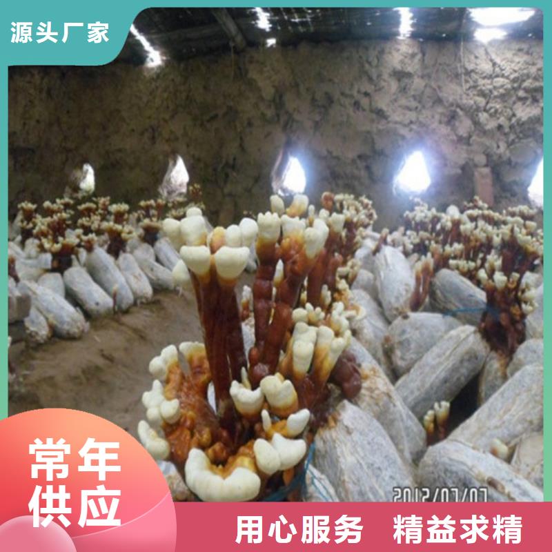 建寧縣破壁靈芝孢子粉