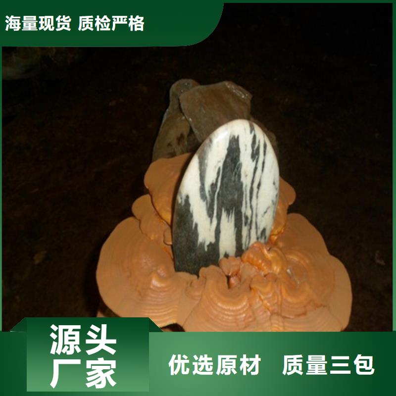 清流縣靈芝孢子粉的功效與作用