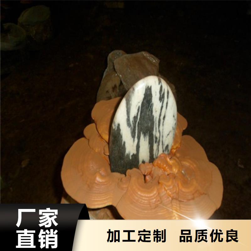 寧化靈芝孢子粉的功效與作用