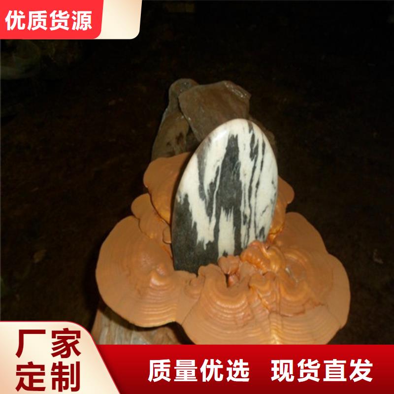 尤溪靈芝孢子粉的功效與作用
