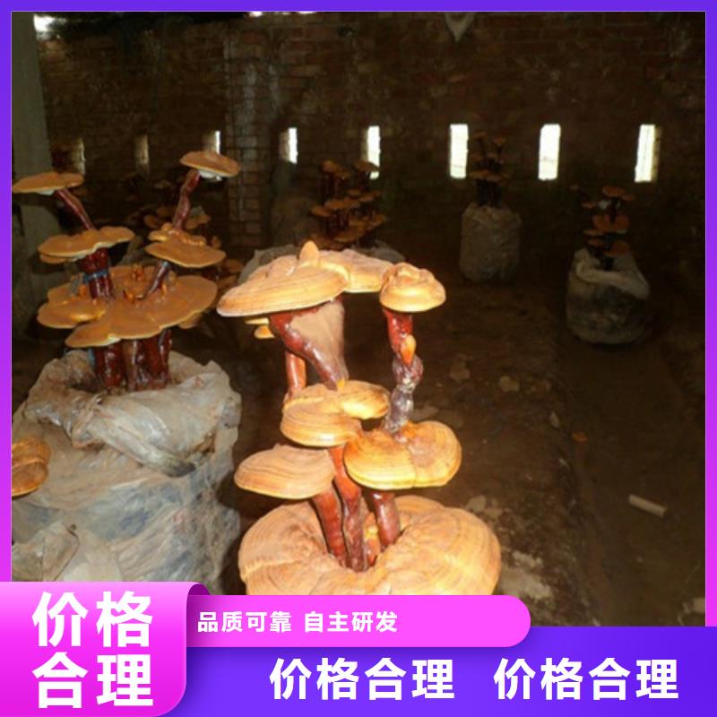 明溪破壁靈芝孢子粉