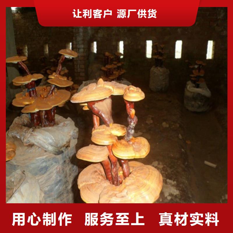 泰寧靈芝孢子粉