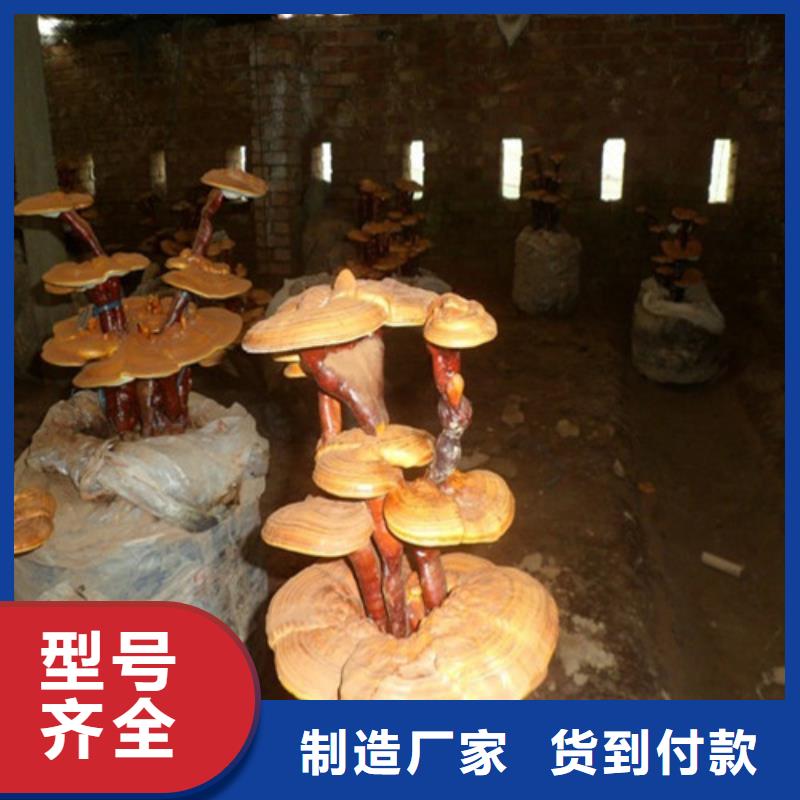 清流靈芝孢子粉
