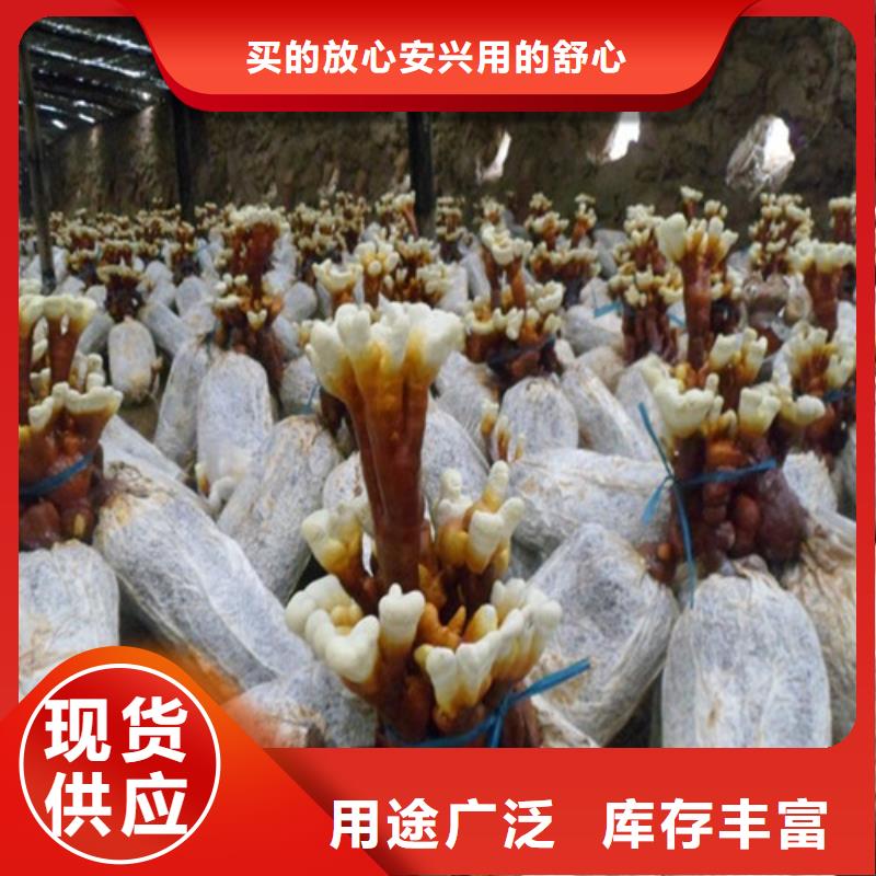 灵芝孢子粉的吃法