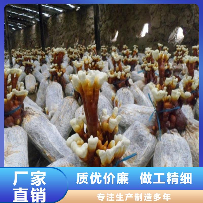 靈芝破壁孢子粉購(gòu)買